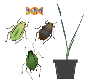 bug, plant and DNA strand illustration