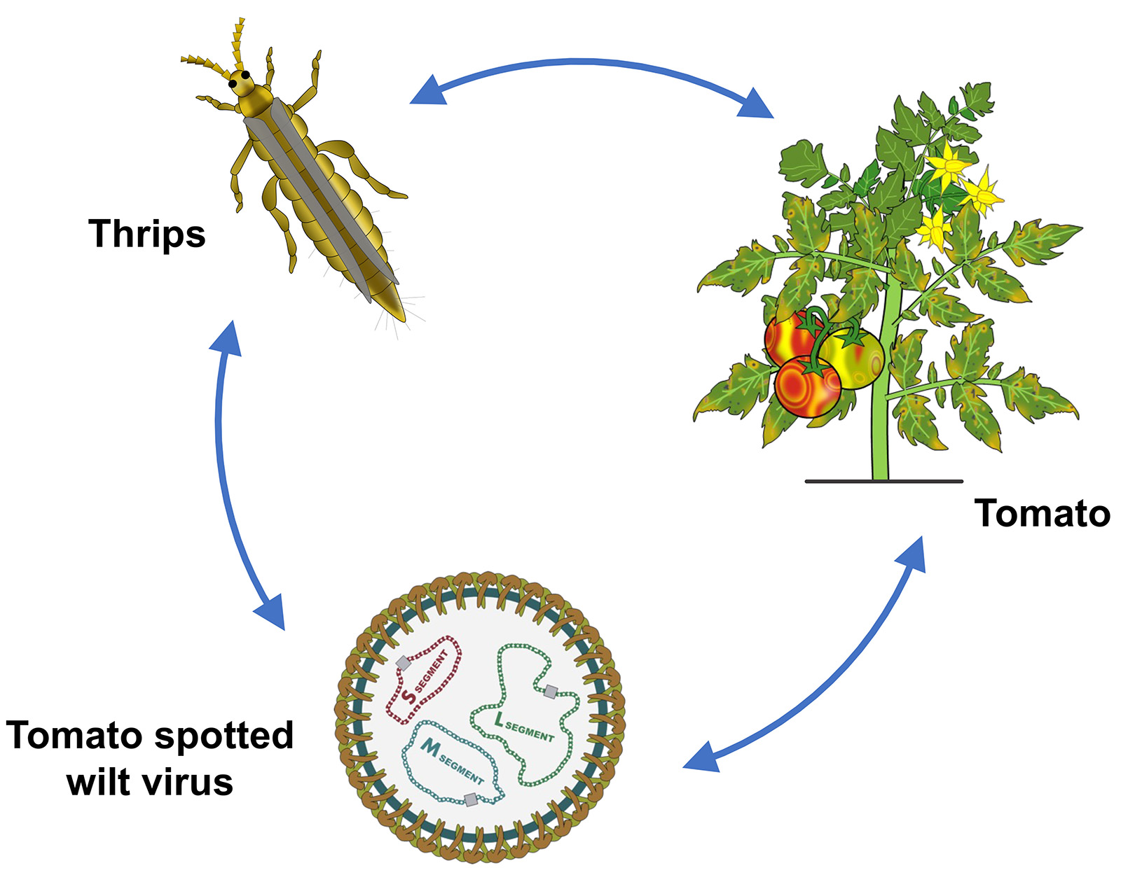 Thrips-Transmitted Tomato Spotted Wilt Virus