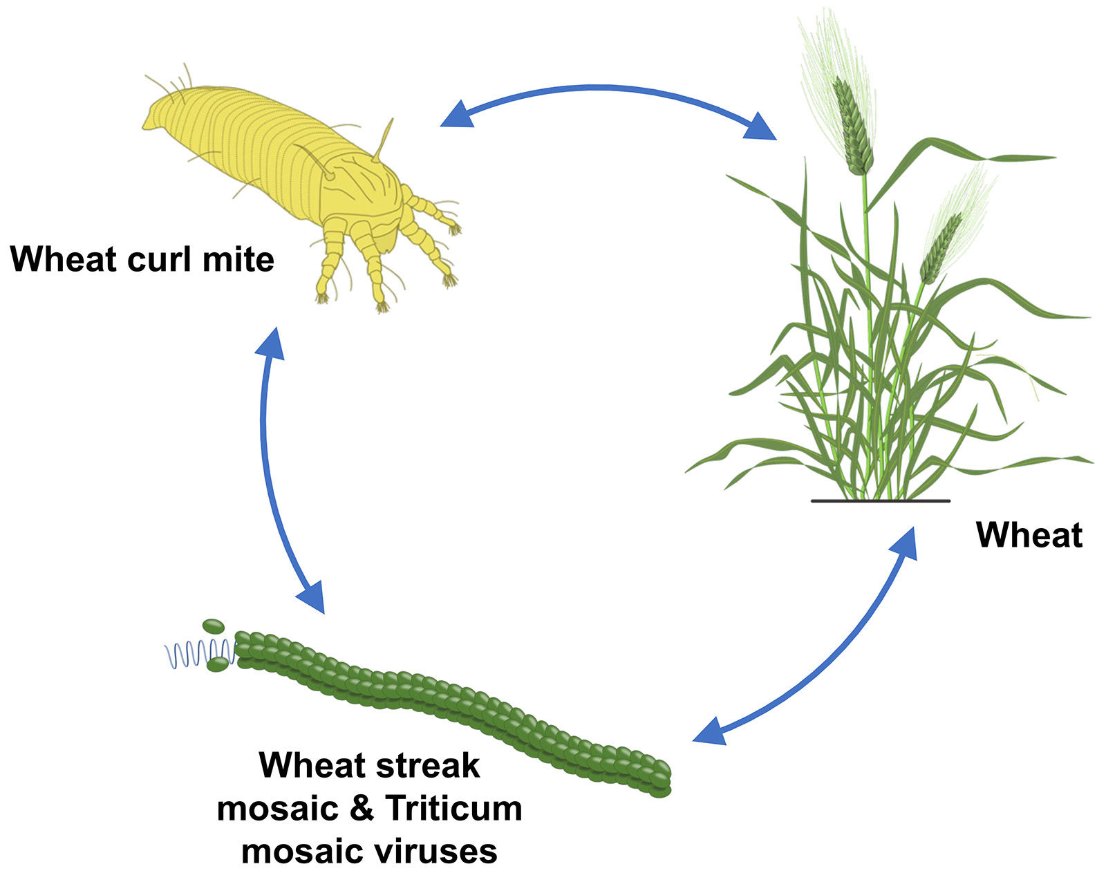 Wheat Curl Mite-Transmitted Wheat Streak Mosaic And Triticum Mosaic Viruses