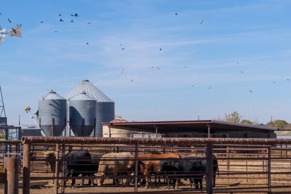 Wide shot of cattle in feed yard with silos and a windmill in the background over clear skies