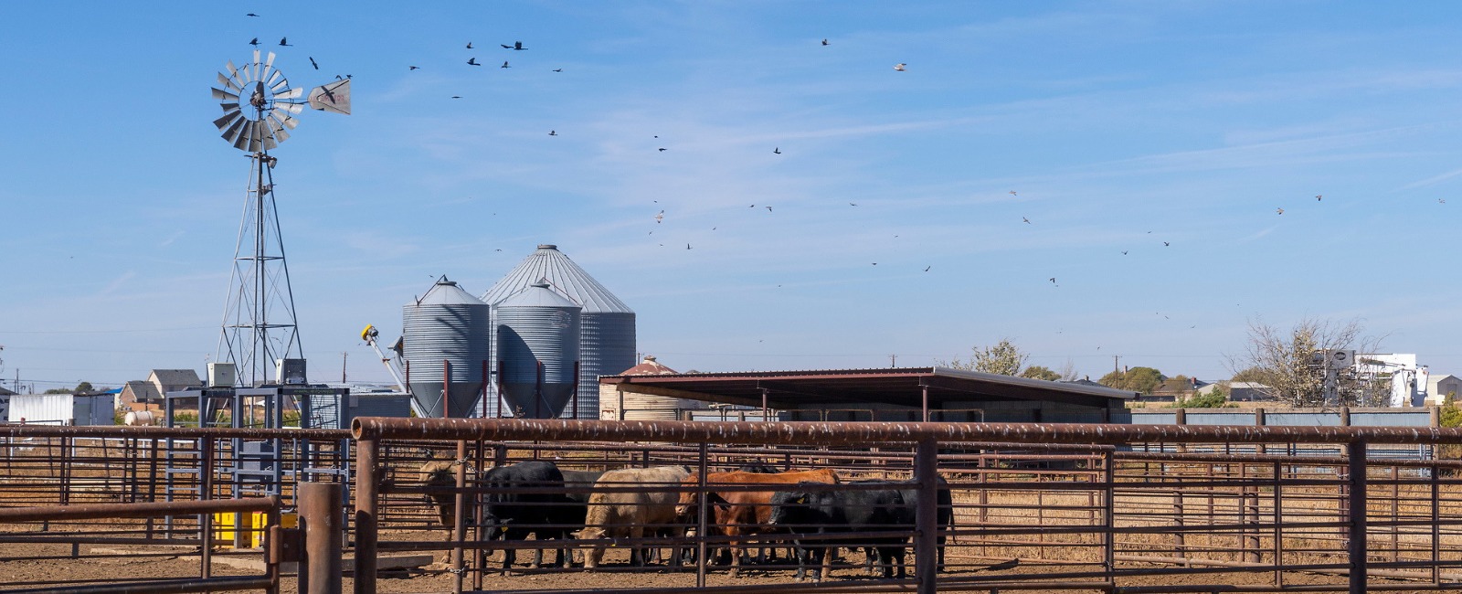 Wide shot of cattle in feed yard with silos  and a windmill in the background over clear skies