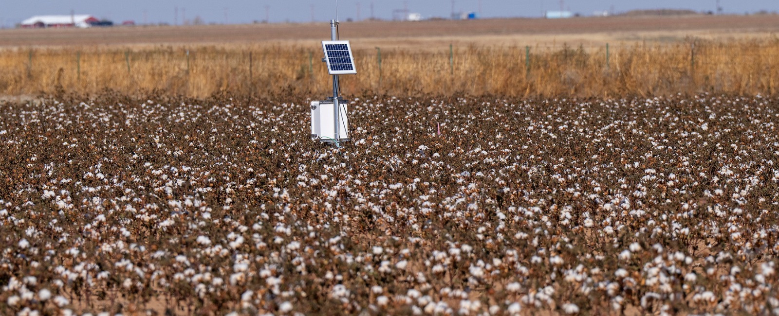 Wide shot of a single solar panel structure in the middle of a vast cotton field