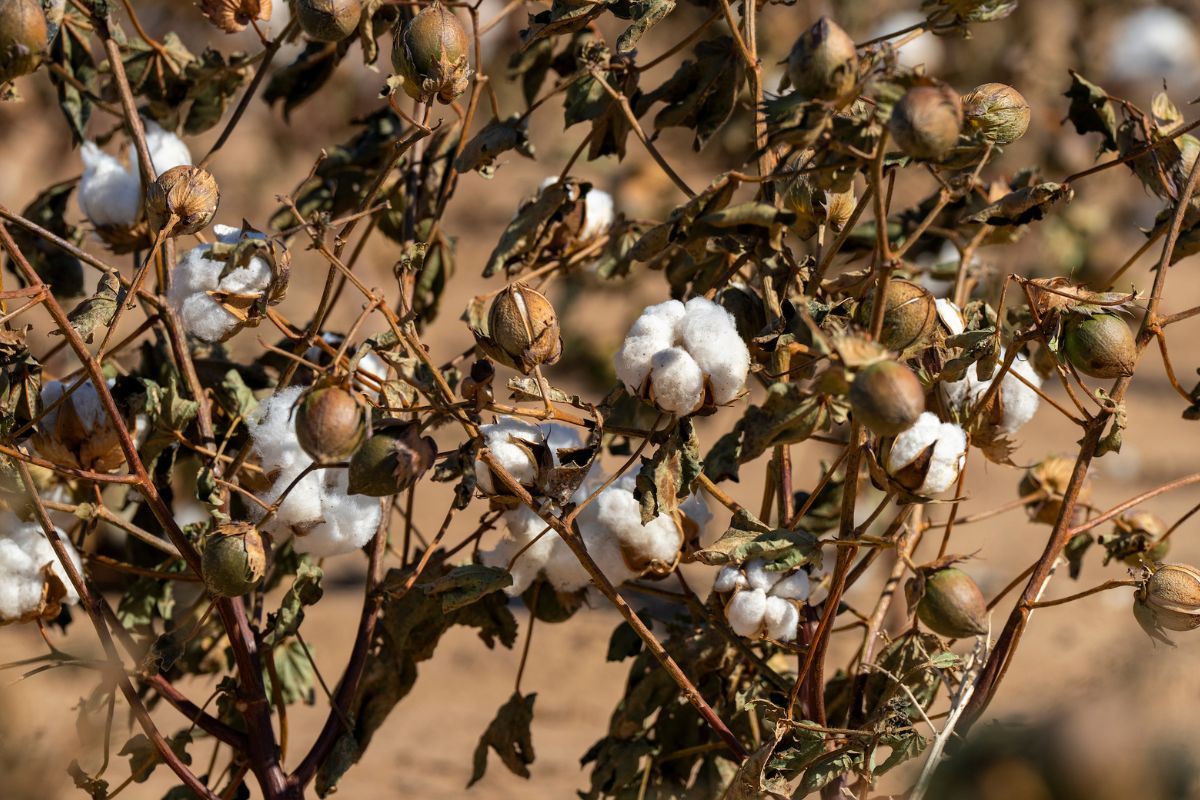 Cotton on stems up close