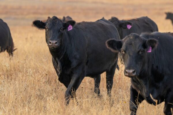 black cows in a yellow field