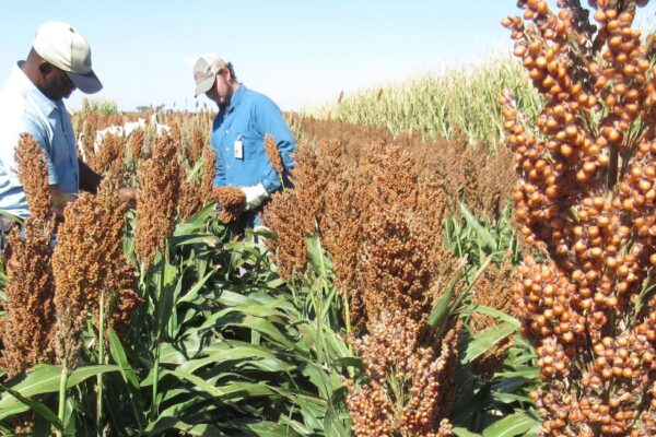 two men in a field of sorghum
