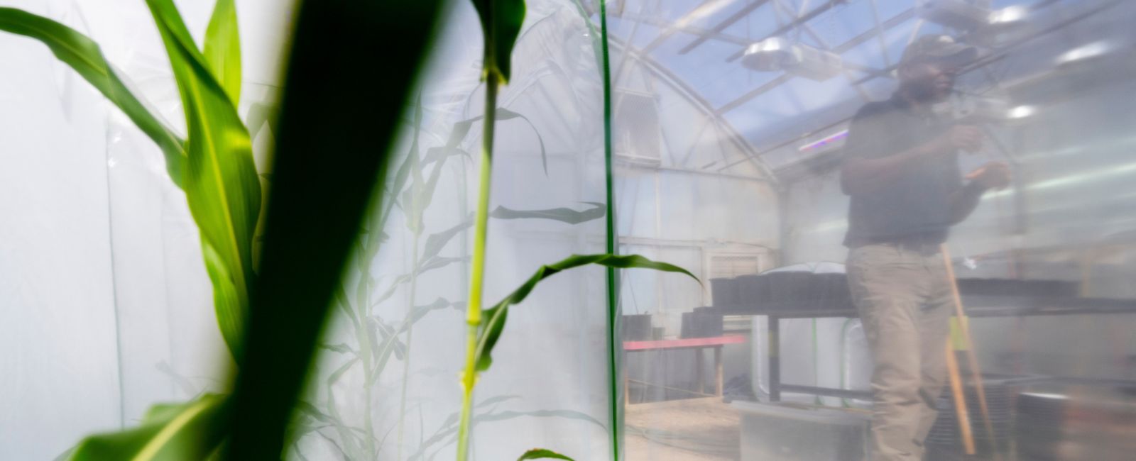Close-up of corn stalk behind plastic as a man walks across the background